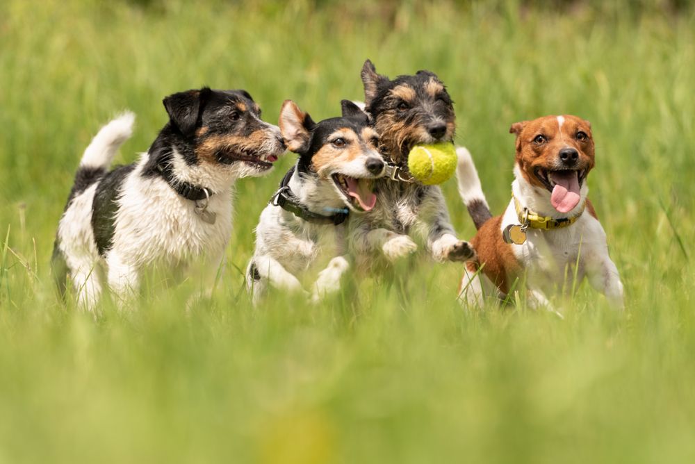 Does Doggie Daycare Help With Anxiety?