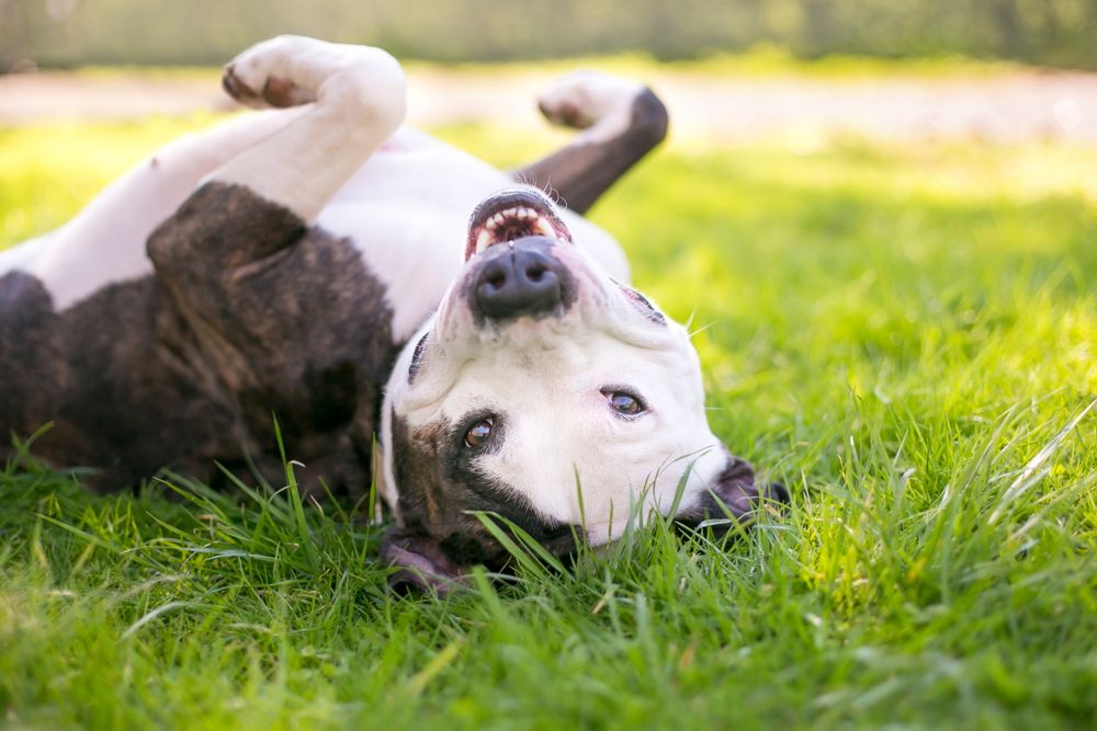 A Peek Inside a Spa Day for Dogs