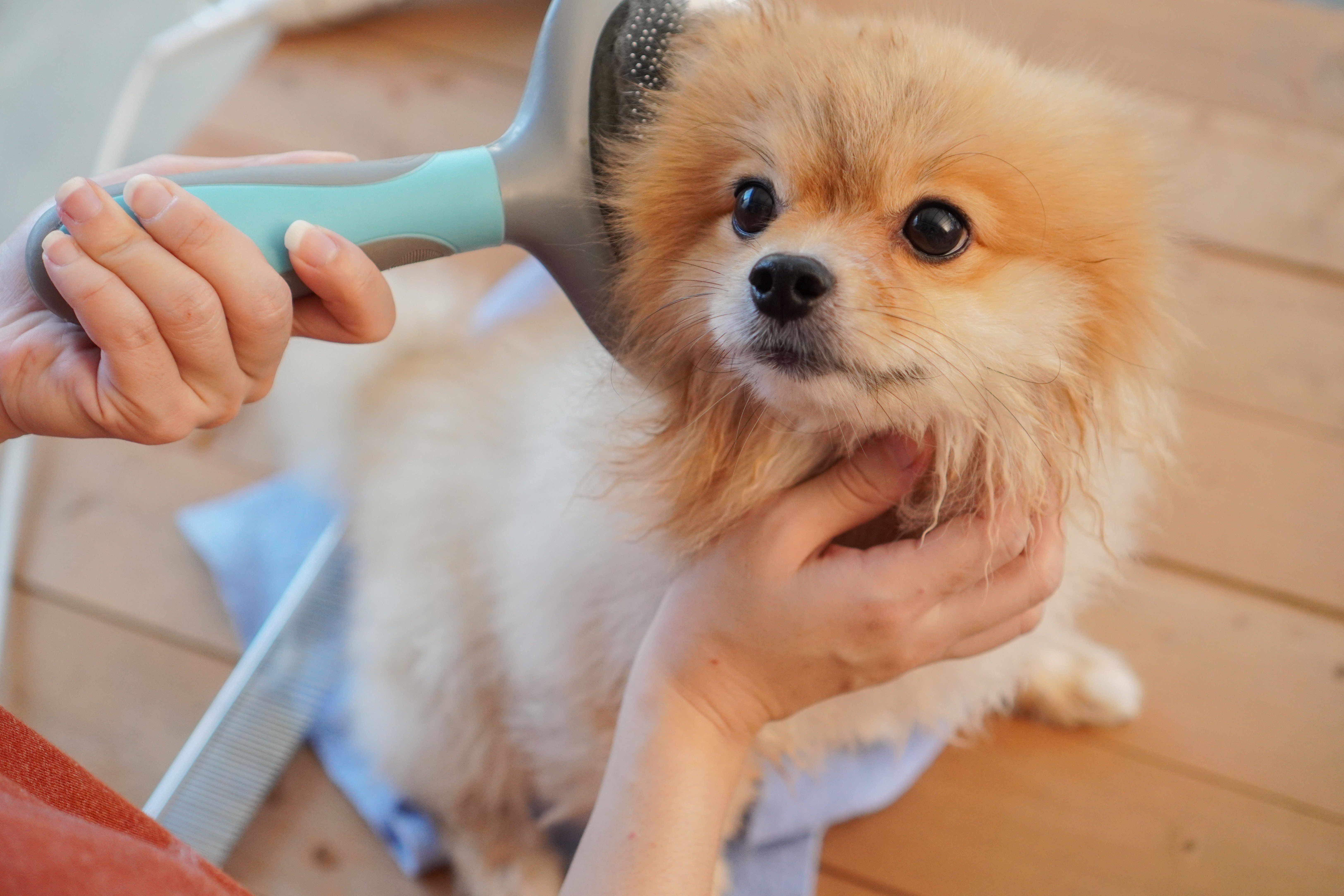 Do Dogs Like Being Groomed?