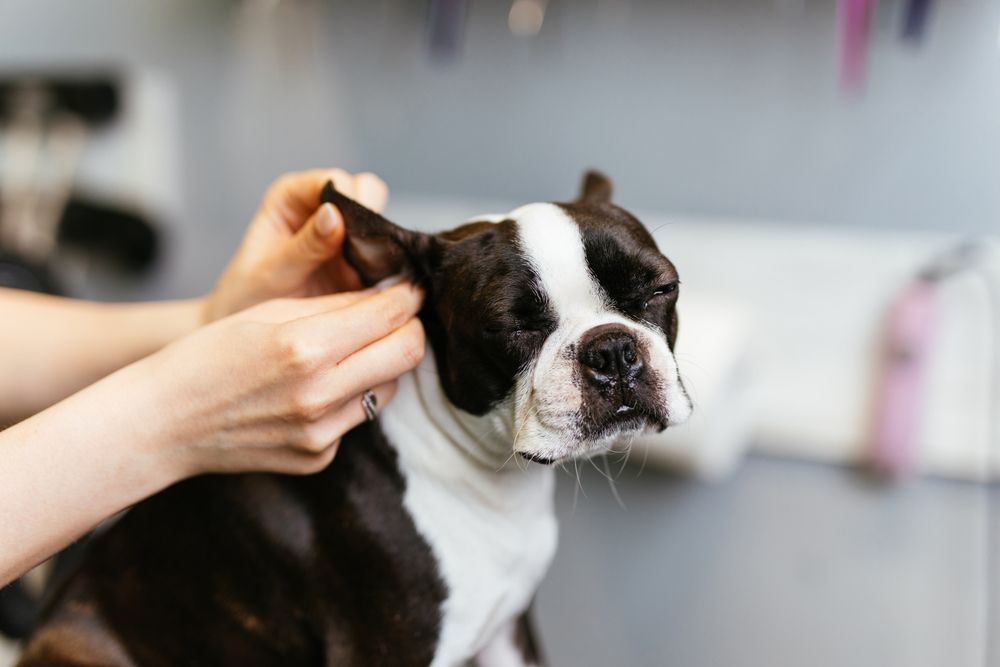 How Regular Grooming Keeps Your Pet Healthy