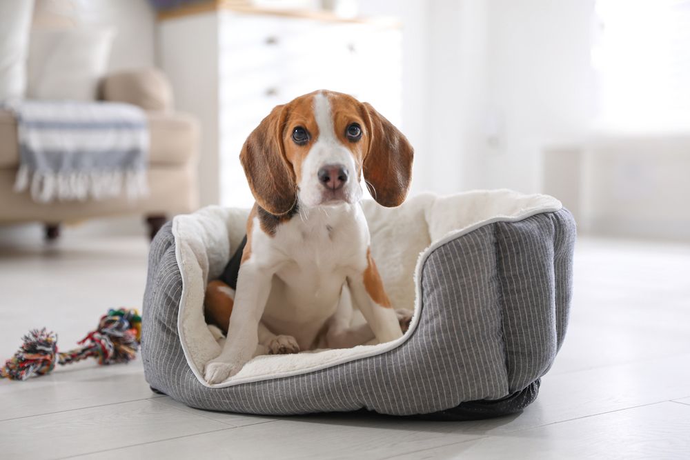 Benefits of a Pet Behavioral Assessment Before Boarding