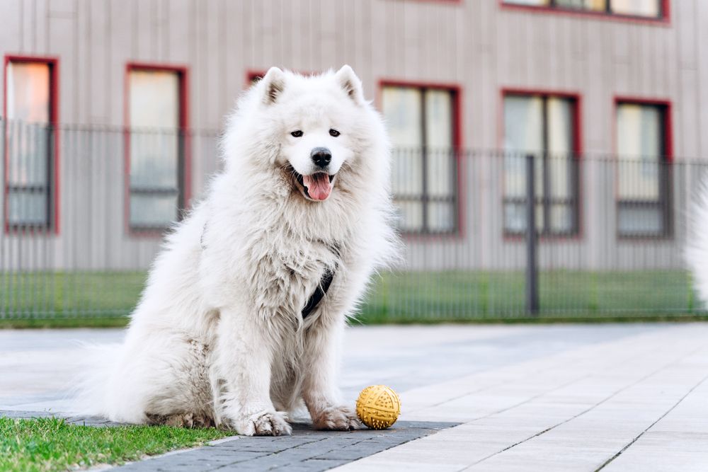 Is Daycare Good for Dog Socialization?