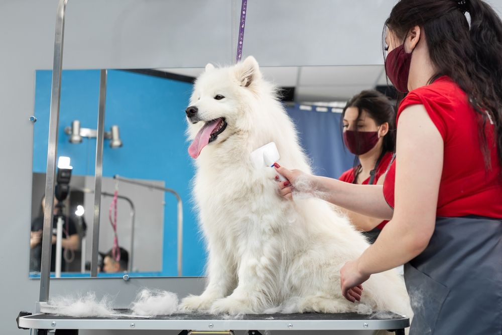 How Often Should I Take My Dog to the Groomer?