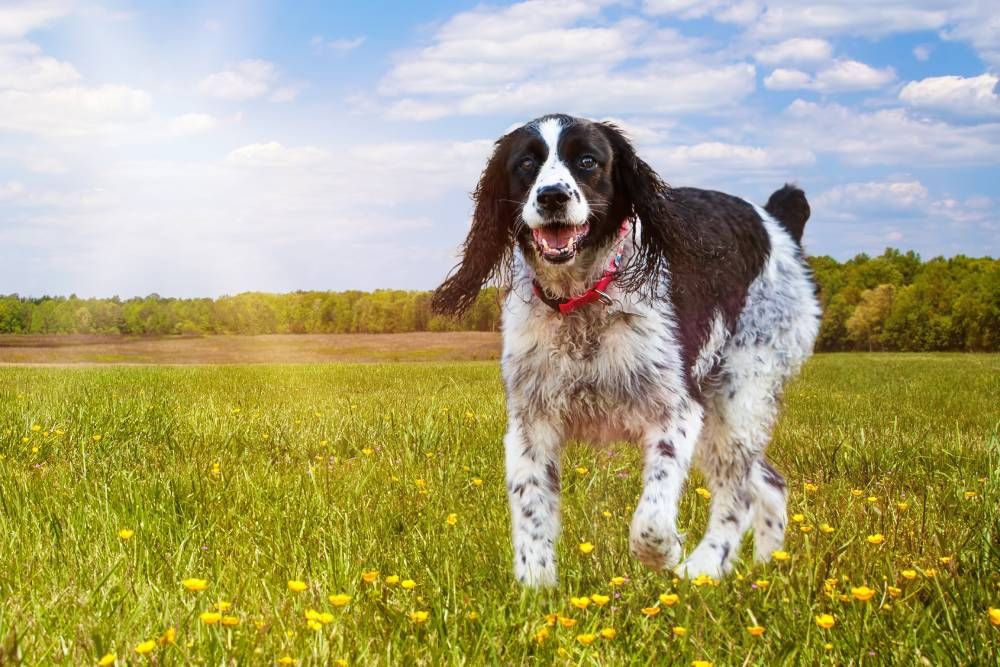 Preventing Fleas and Ticks in Dogs