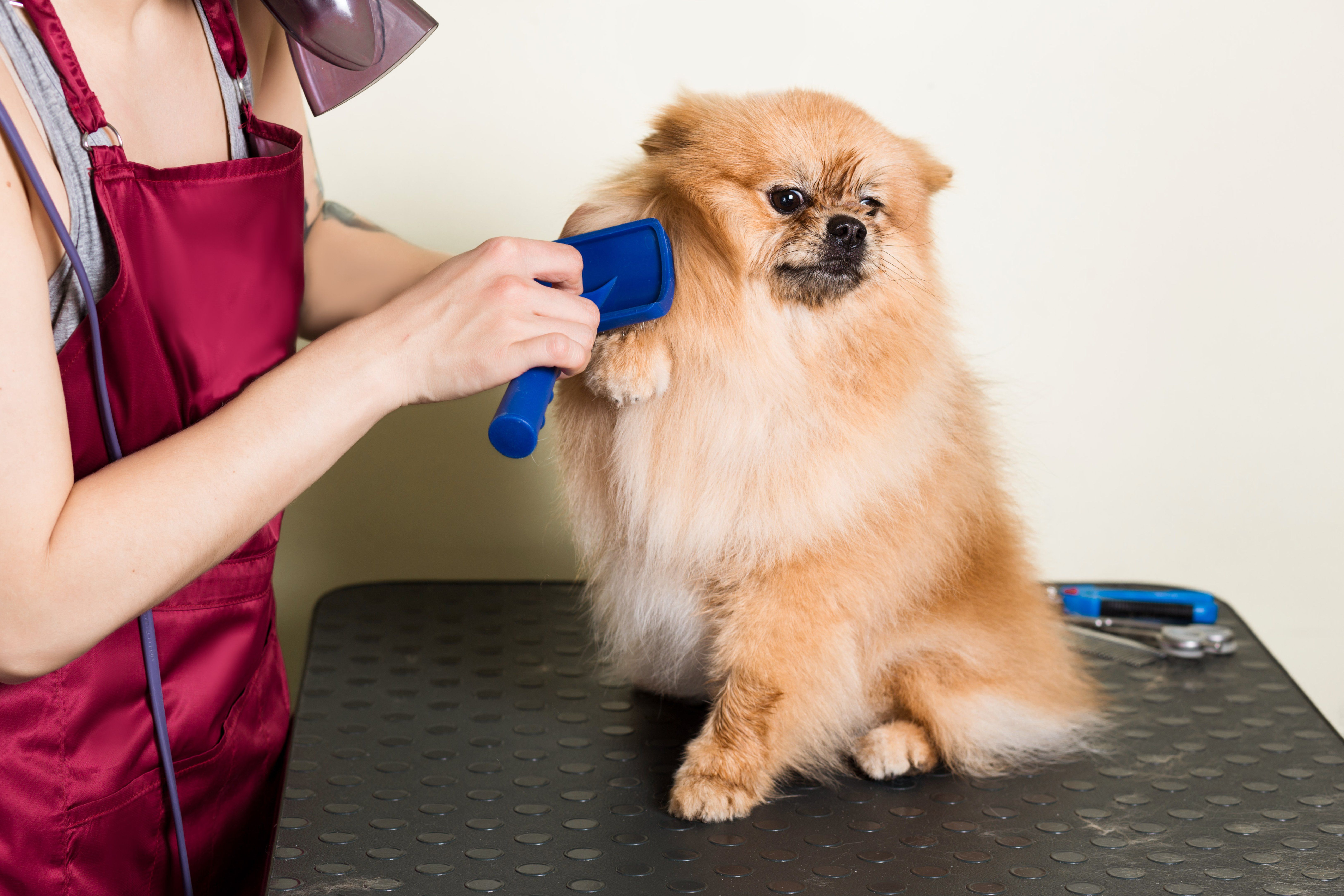 How Regular Grooming Can Improve Certain Pet Behavioral Issues