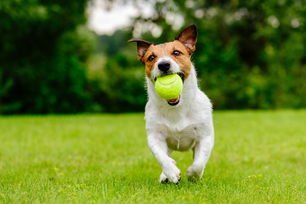 Value of Huge Turf Play Yards at a Pet Resort