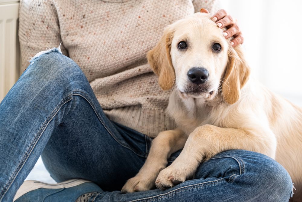 Vet Care 101: The Essential Guide to Taking Care of Your Canine Companion