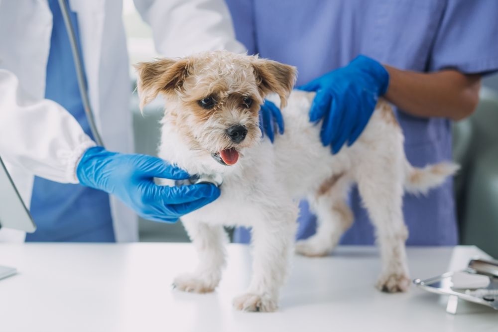 The Importance of Regular Checkups for Your Pet: What to Expect at a Veterinary Exam