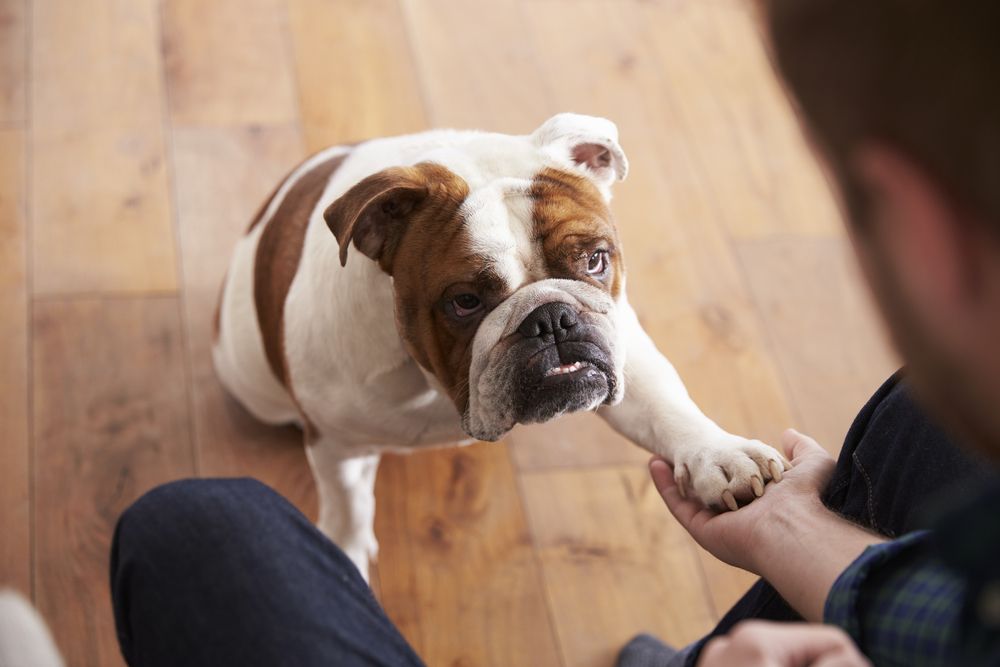 10 Dog Breeds That Are Prone to Health Issues: How to Keep Them Healthy and Happy