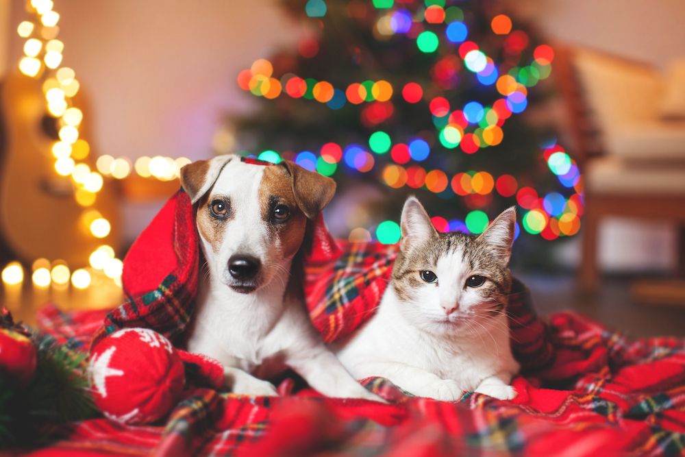 Holiday Tips for Cats and Dogs