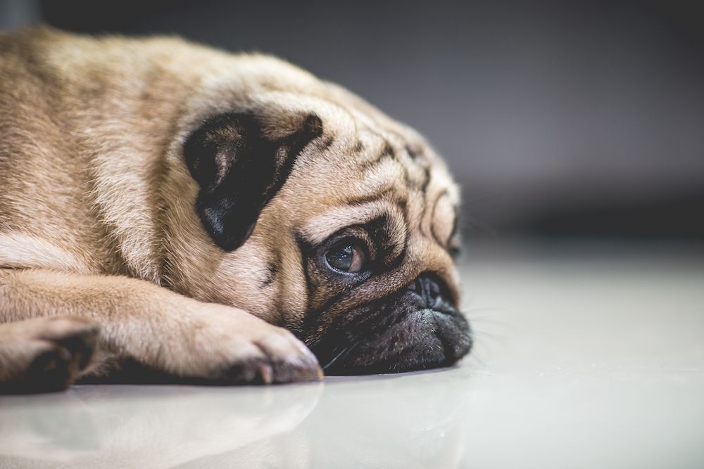How to Tell if Your Pet is Stressed