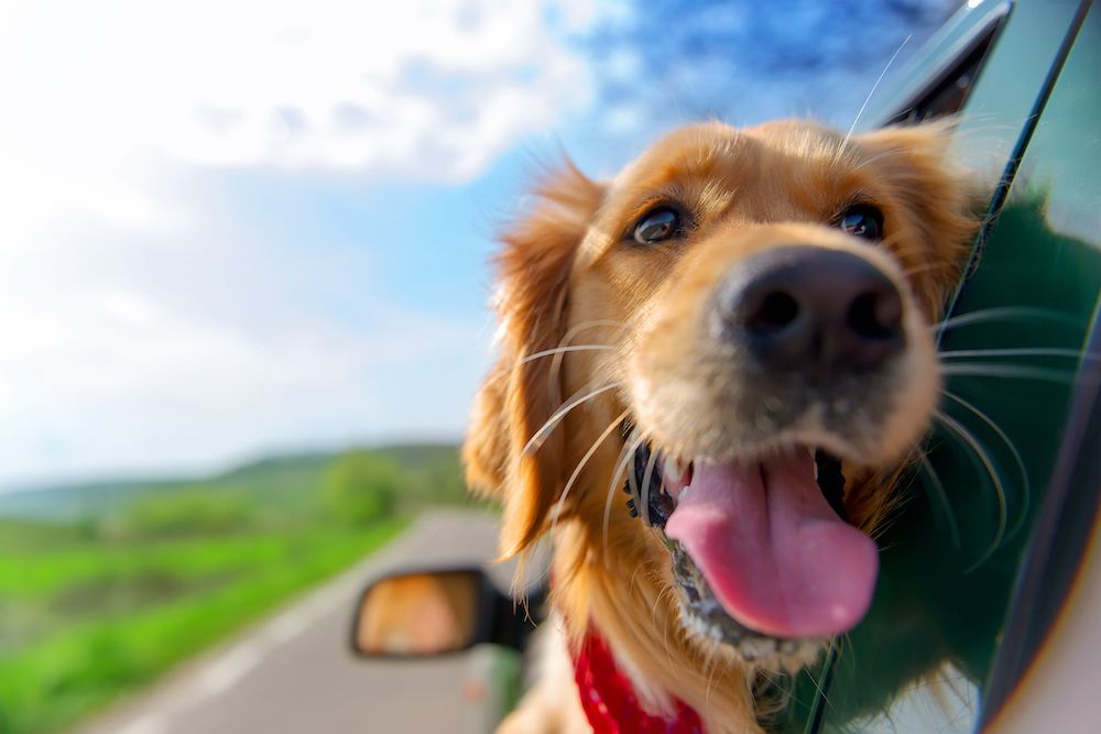 Traveling for the Holidays? Here Are 3 Tricks for Traveling with Pets