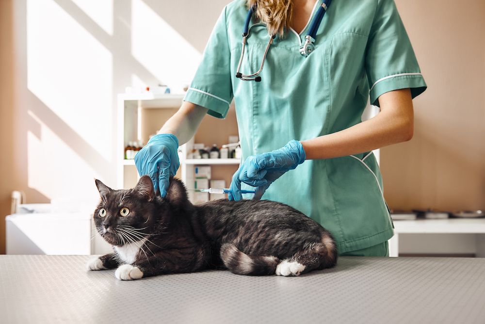 When Should I Get My Kitten Vaccinated?