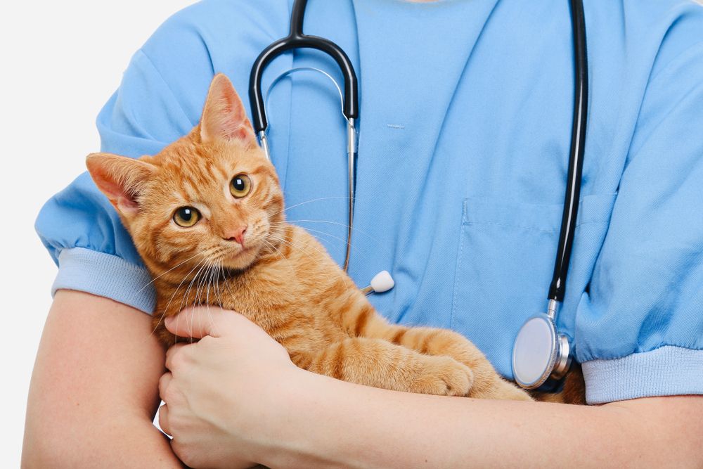 First-Aid Tips for Pet Owners
