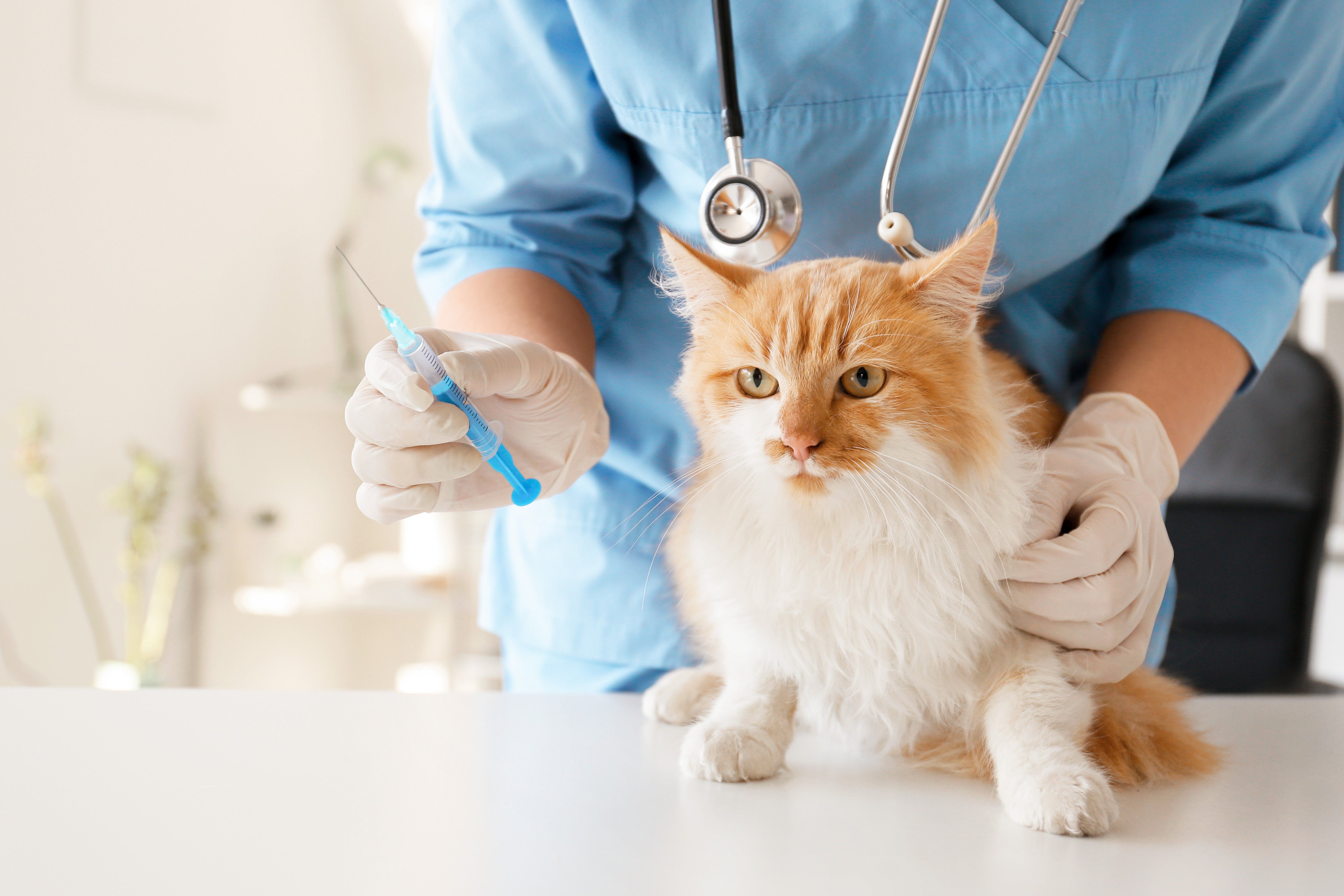 What Do Cat Vaccinations Protect Against?