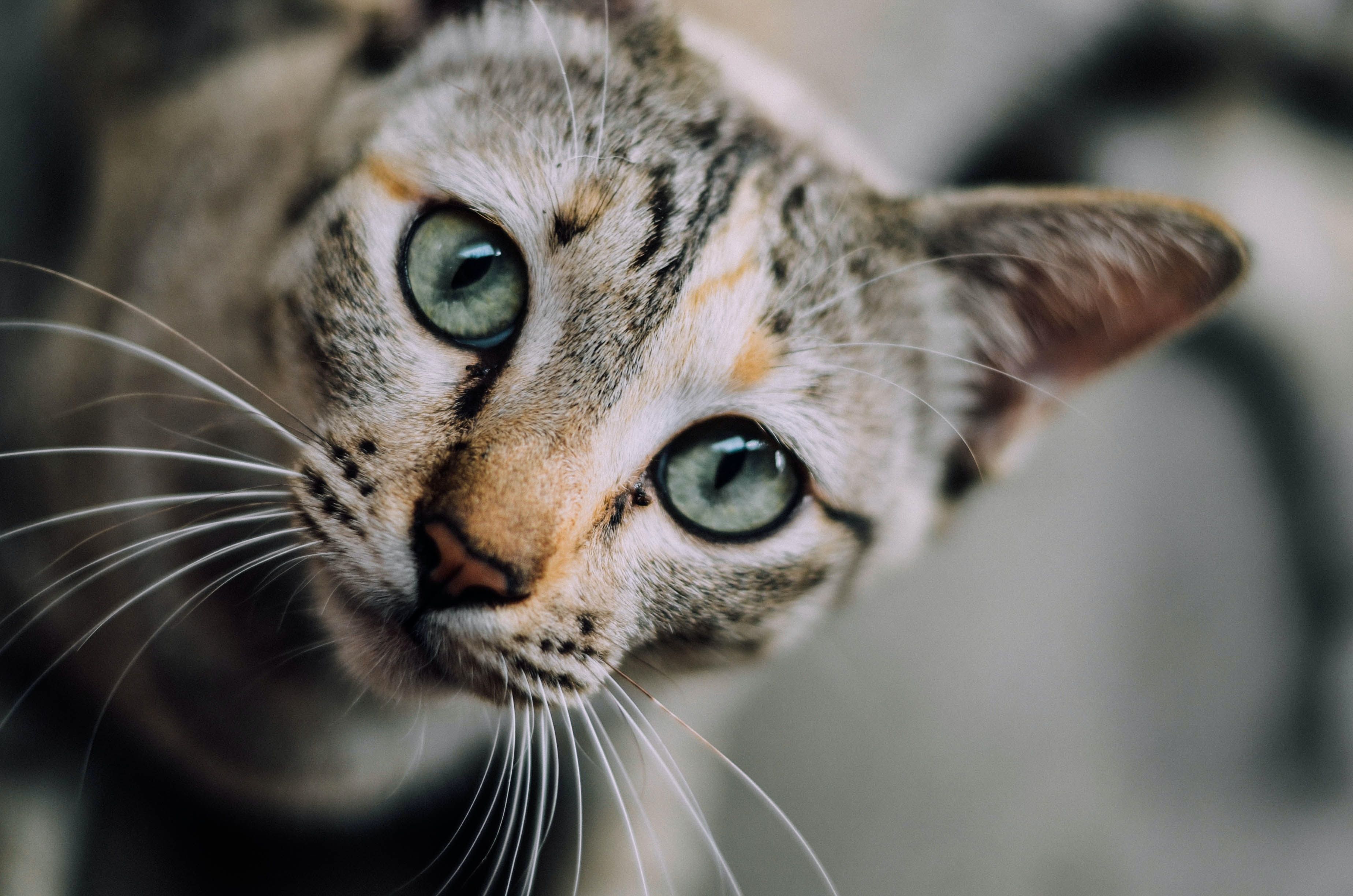 Feline Meningioma: Clinical Signs and Treatment Options