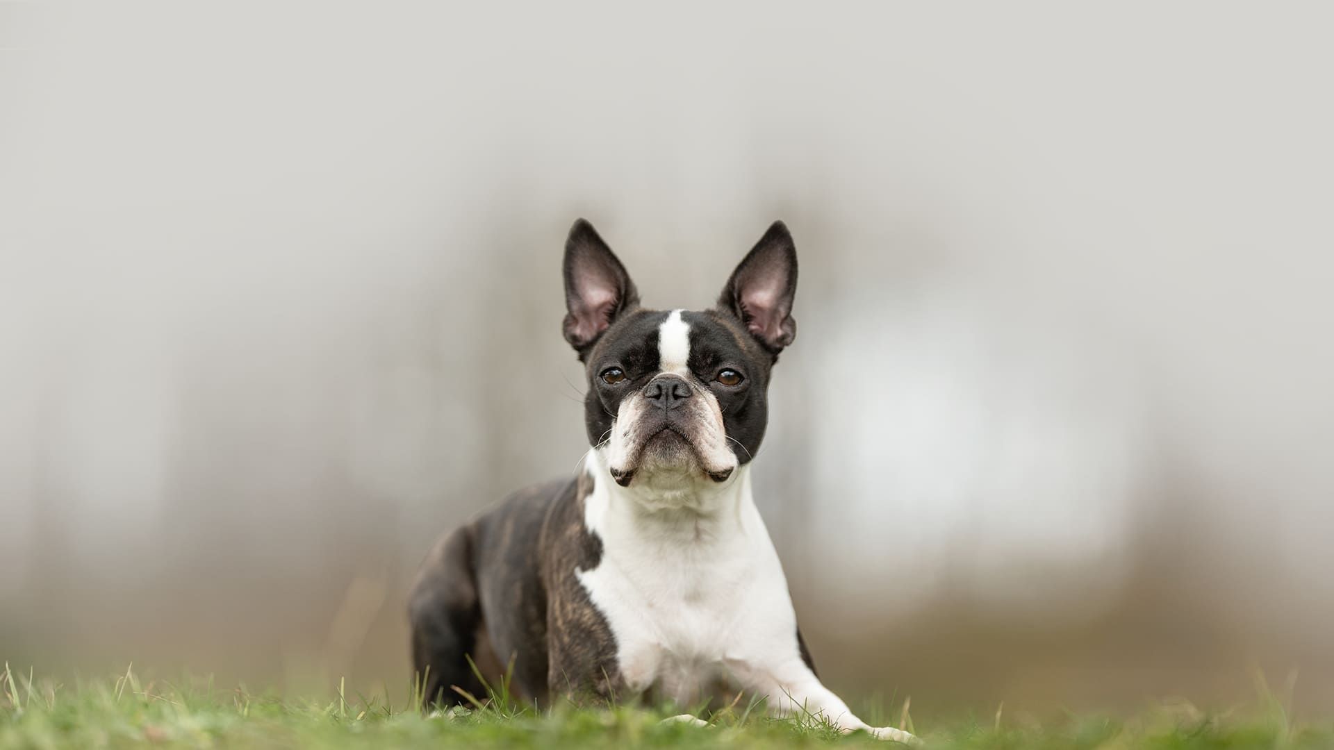 Emergency & Veterinary Specialist in Philadelphia PA | PASE Emergency & Veterinary Specialist in Philadelphia PA | PASE
