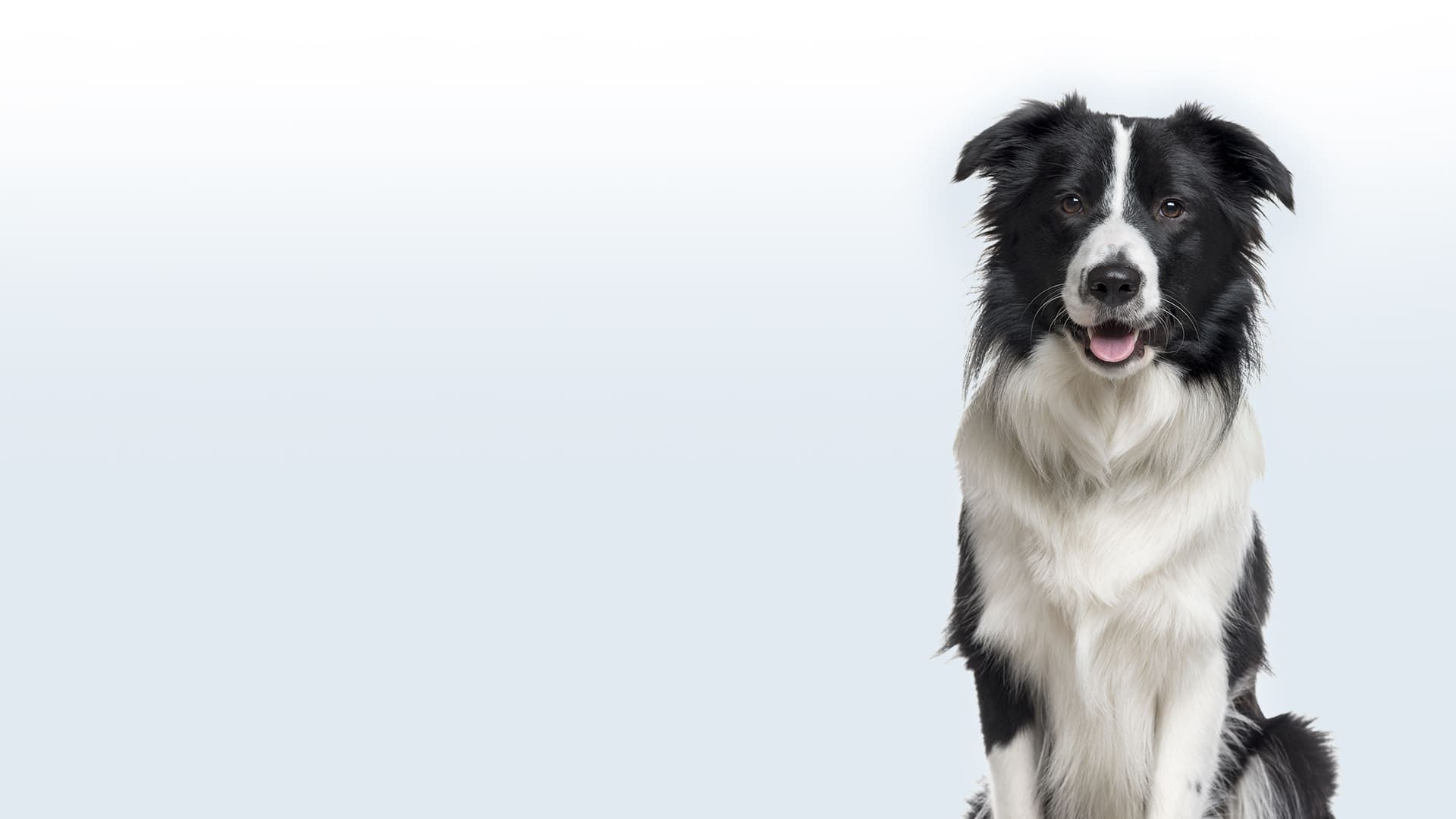 Emergency & Veterinary Specialist in Philadelphia PA | PASE Emergency & Veterinary Specialist in Philadelphia PA | PASE