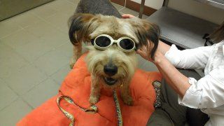 dog with goggles