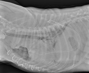 Image 6 – Radiograph