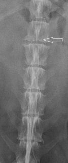 Dinah’s Radiograph