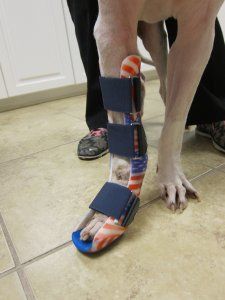 Orthotic