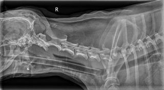 Radiograph 1