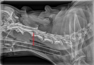 Radiograph 2 (myelography)