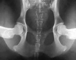 penn hip radiograph