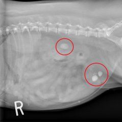 Preoperative lateral radiograph