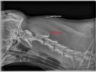 Neck Radiograph