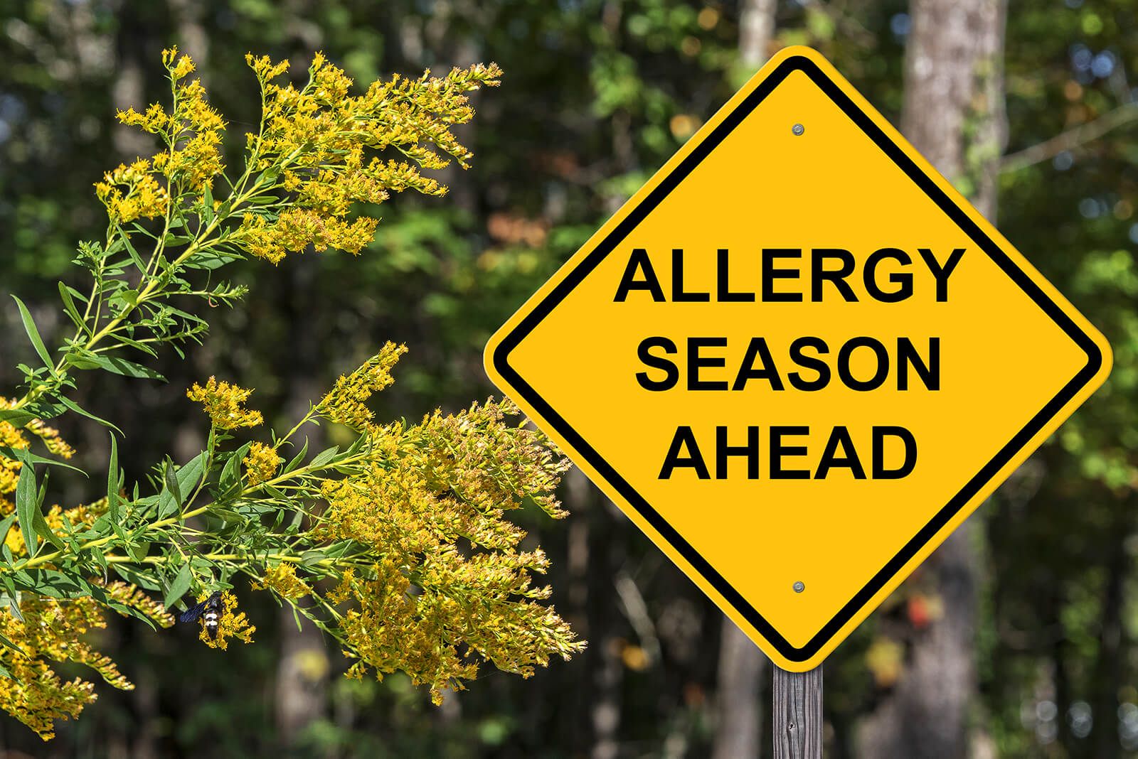 allergy eye issues