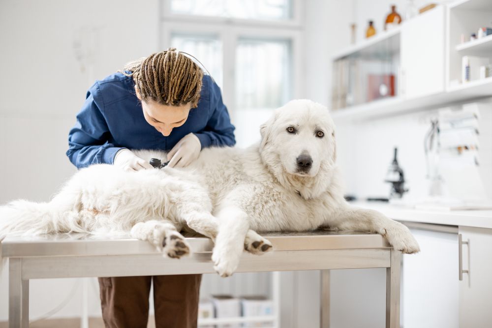 The Role of Preventive Veterinary Care for Rescued Dogs