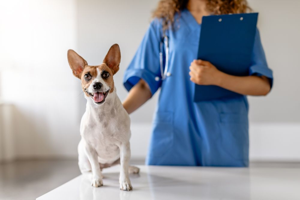 The Importance of Wellness Exams for Pets: Why Regular Check-ups Are Essential