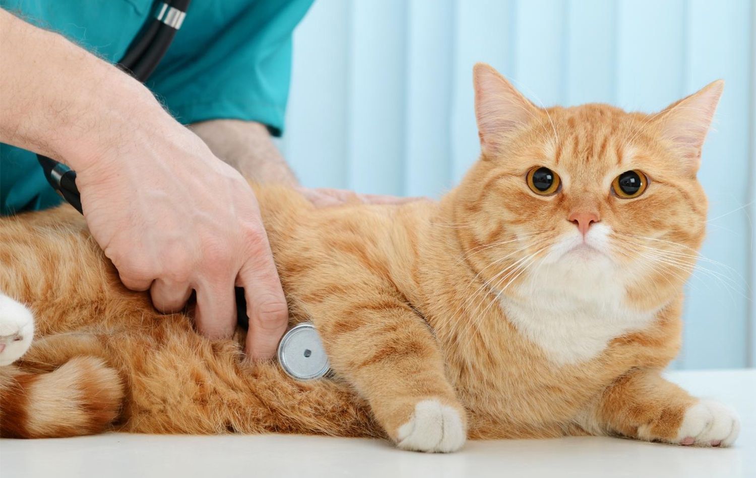 Wellness Exams
