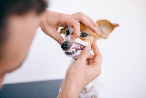 How to Recognize Common Dental Problems in Pets