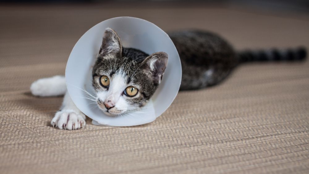 The Benefits of Spay and Neuter for Dogs and Cats