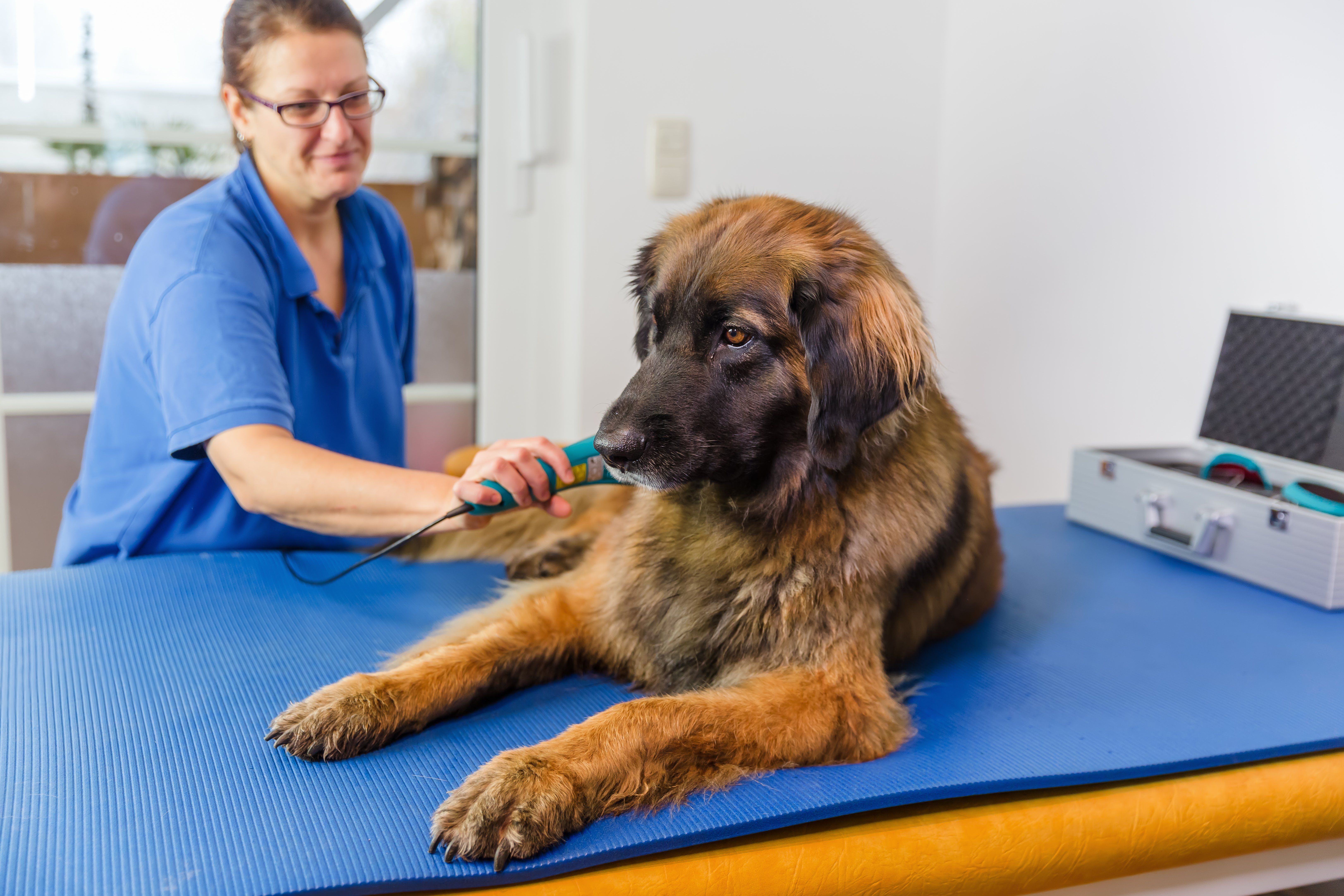 Does Cold Laser Therapy Help Arthritis in Dogs?