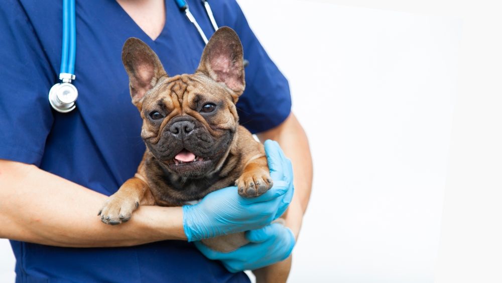 Finding the Right Pet Surgeon in Reno