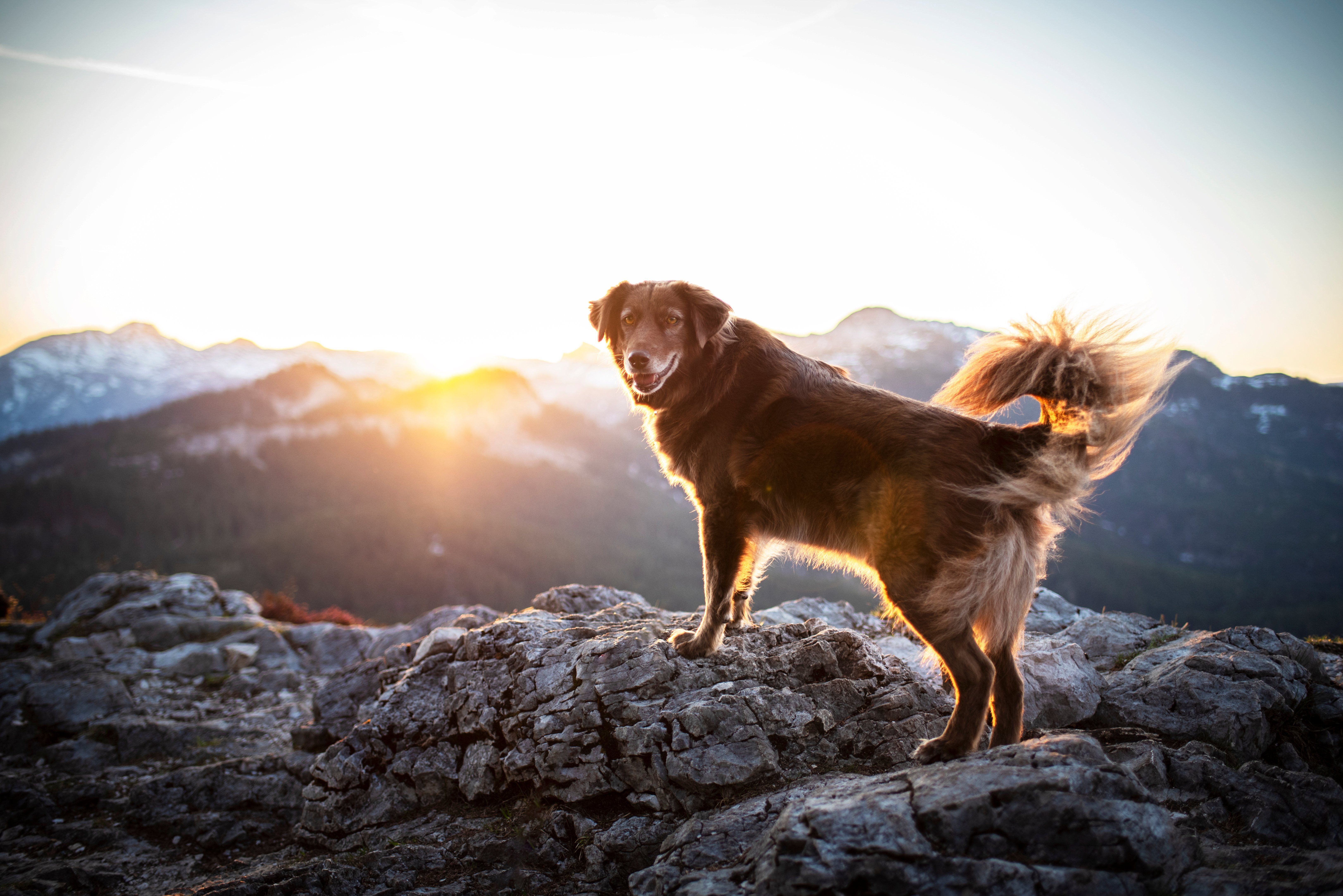 The Best Hiking Spots for Dogs in Reno
