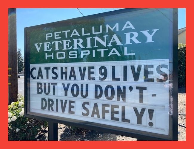 Your Family Veterinarian Petaluma Veterinary Hospital
