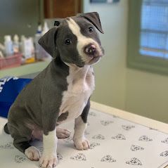 Pet examination by Dr. Smith at Petaluma Veterinary Hospital in Petaluma CA