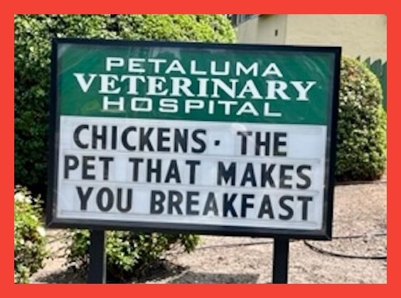 Chicken, the Pet that makes you breakfast