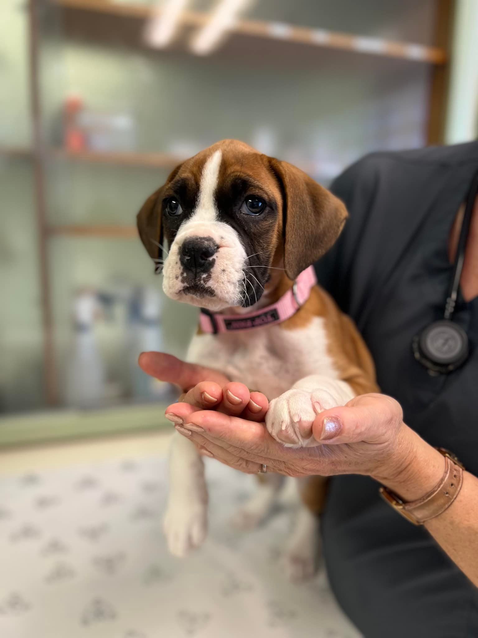 at what age should puppies get their first shots