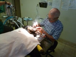 Dr. T. doing dog teeth cleaning at Petaluma Veterinary Hospital.