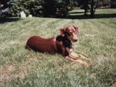 Memorial - Mocha Smith 1989-2004. World's best college and vet school study buddy.