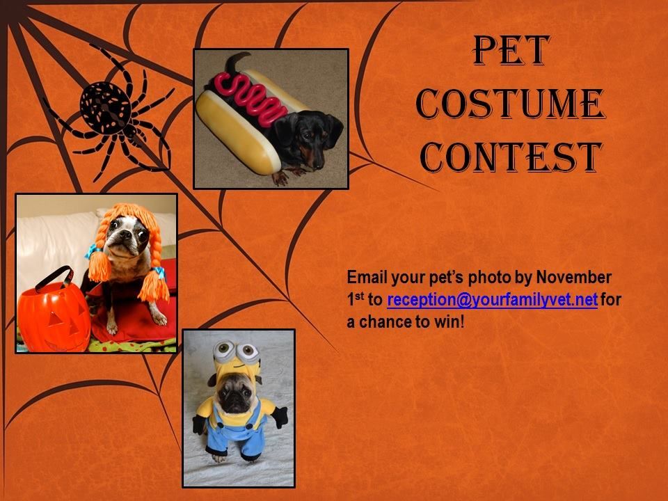 Veterinarians in Orlando FL Your Family Veterinarian,