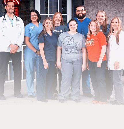 cat vaccinated by a vet