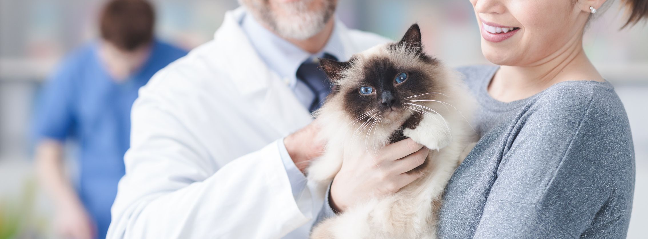 cat in a veterinary clinic