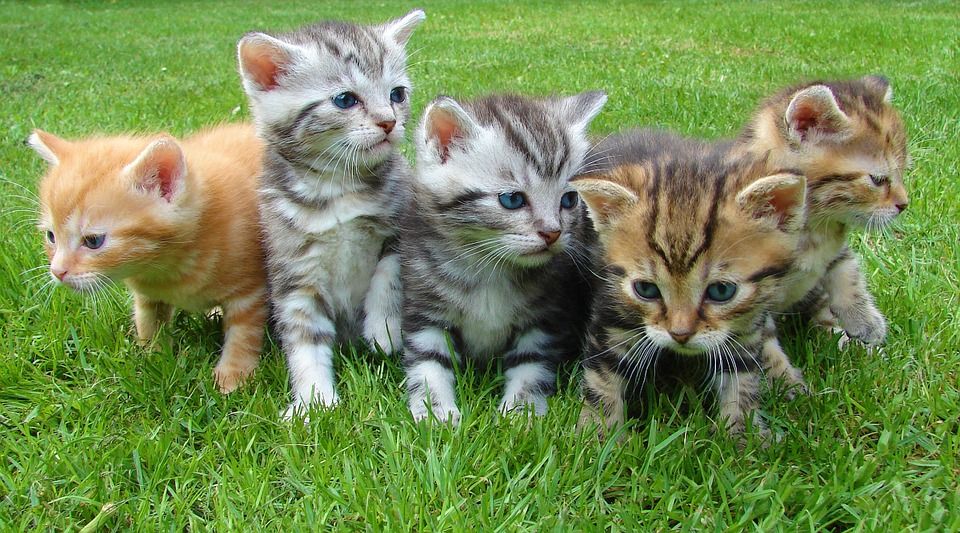 little kittens 